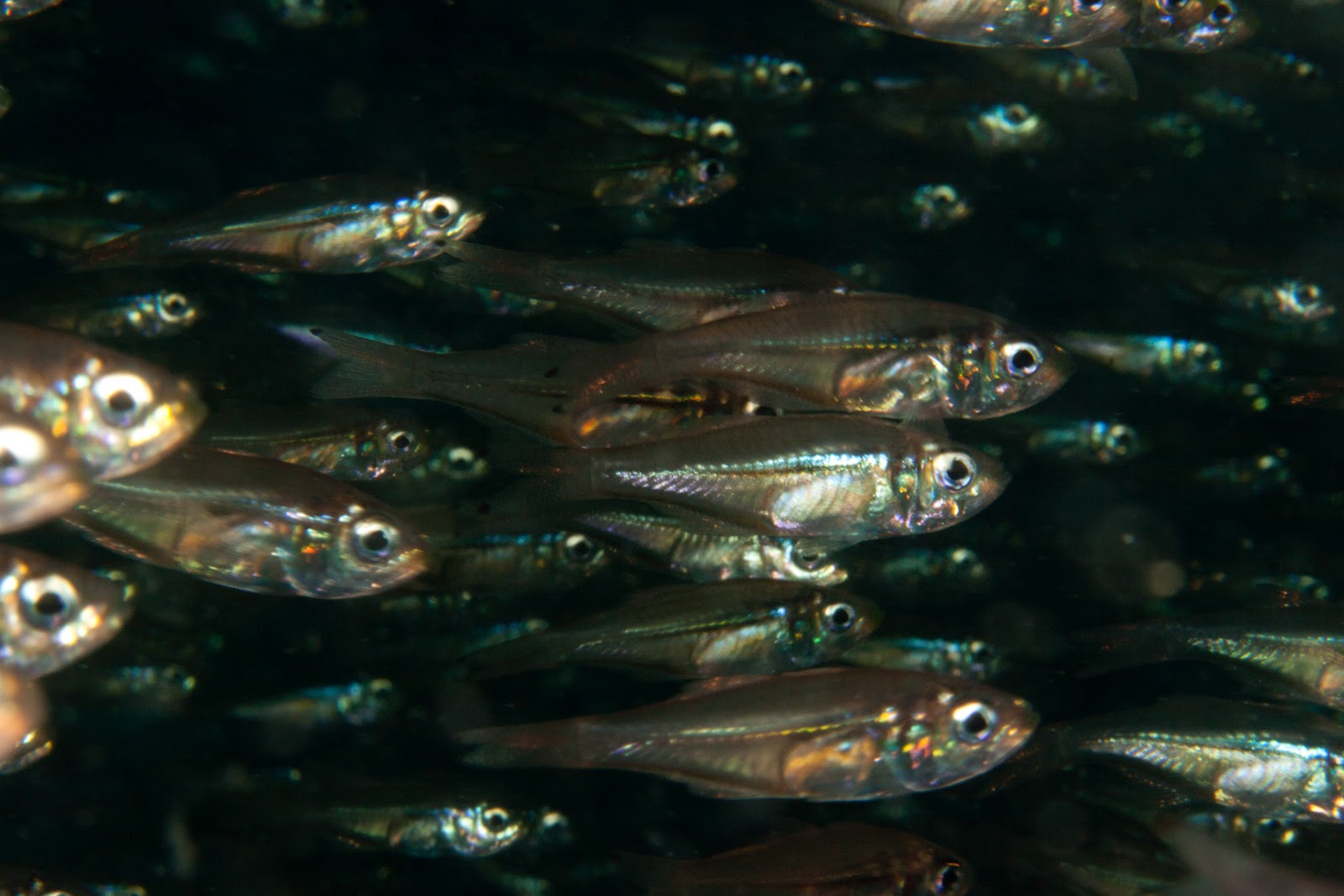 divewithclive: Indian Glassfish or Parambassis ranga