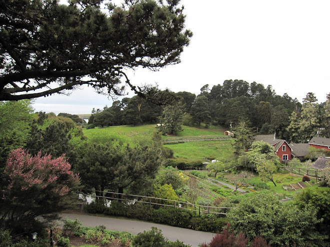 The View From Our Room's Deck At The Stanford Inn In Mendocino, California