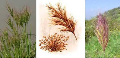 red brome grass can cause ear infections in dogs and cats
