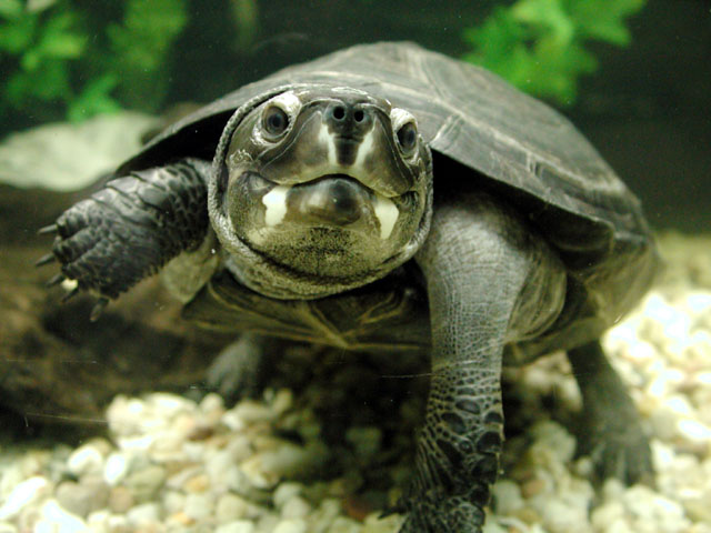 Kura Pipi Putih Black Marsh Turtle Kura Ganteng