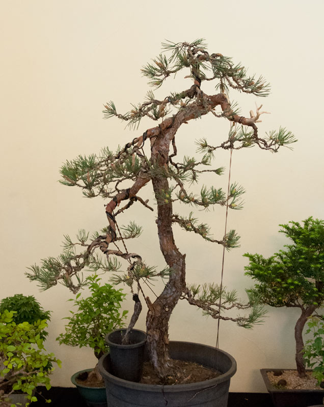 1000+ images about bonsai on Pinterest Manzanita, British columbia