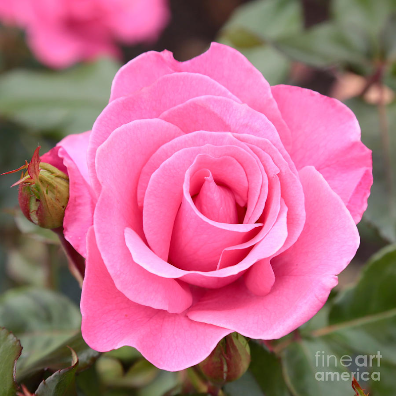 Top Populer Gambar Bunga Mawar Pink, Konsep Terkini!