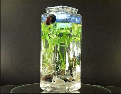 Model Aquarium Toples Unik Harga Murah Infoikan Com