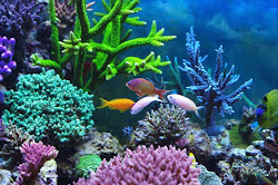 coral seaweed reef colorful reefs google maldives ocean sea seaweeds bennett venus mary blogs exotic awareness