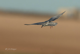 Fumarel cariblanco, Chlidonias hybrida, Whiskered Tern