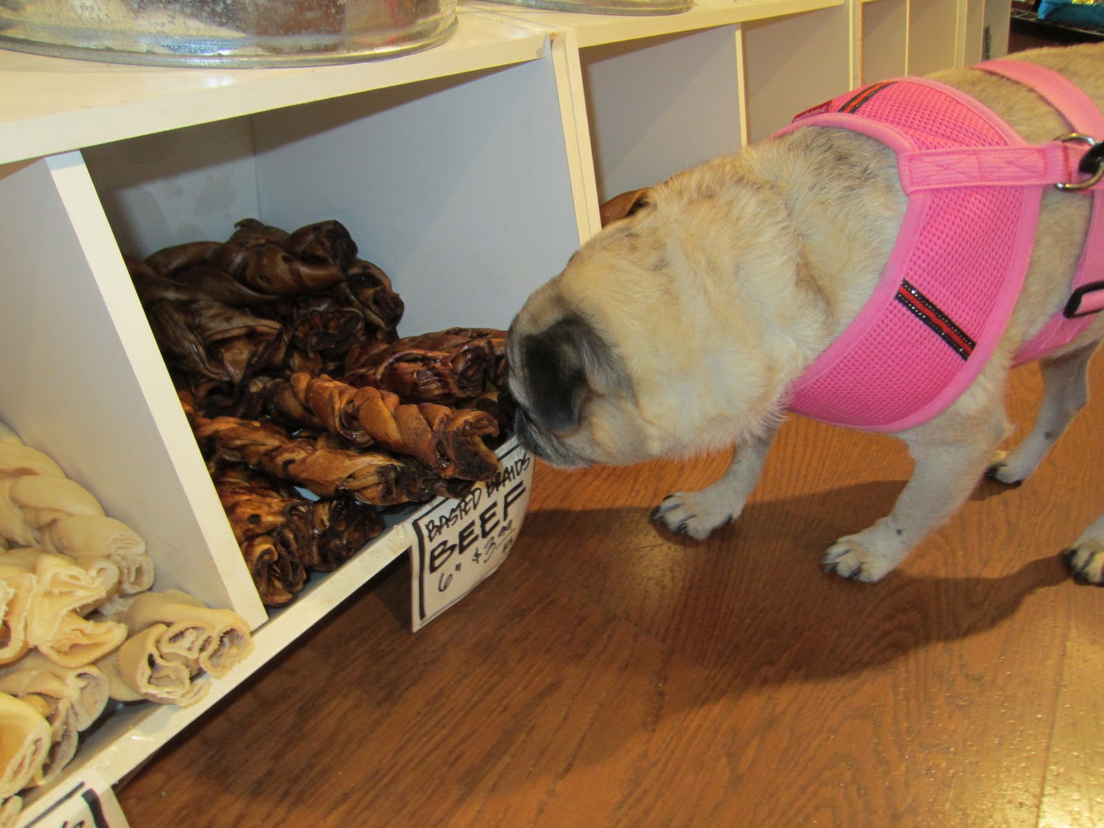 Pugnacious P Dog boutiques in Chicago
