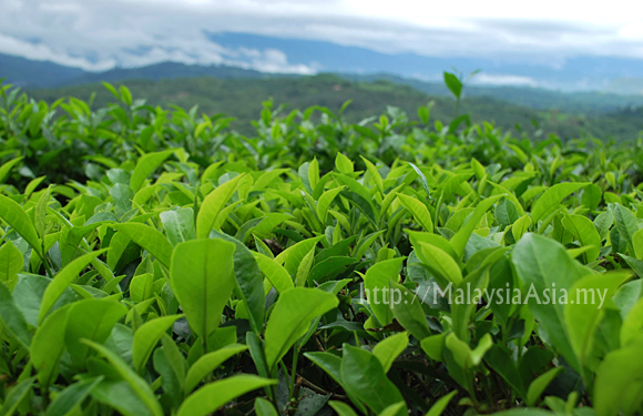 Sabah Tea Garden Review