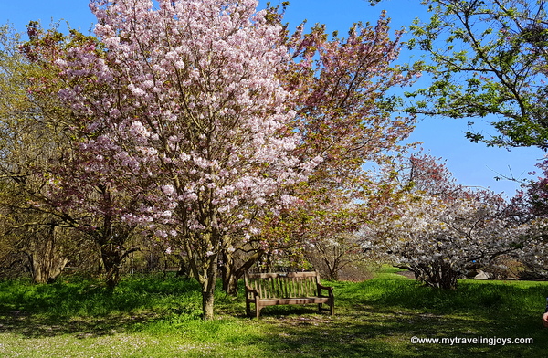 Cherry Blossom Season In London 6 Pretty Pink Spots My