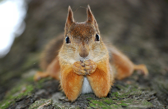 cute squirrel, squirrel pictures