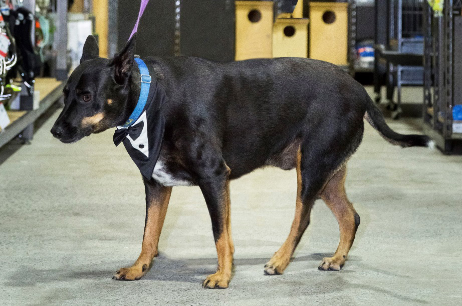 Winner of Petbarn's Biggest Pet Loser for 2018 Australian Dog Lover
