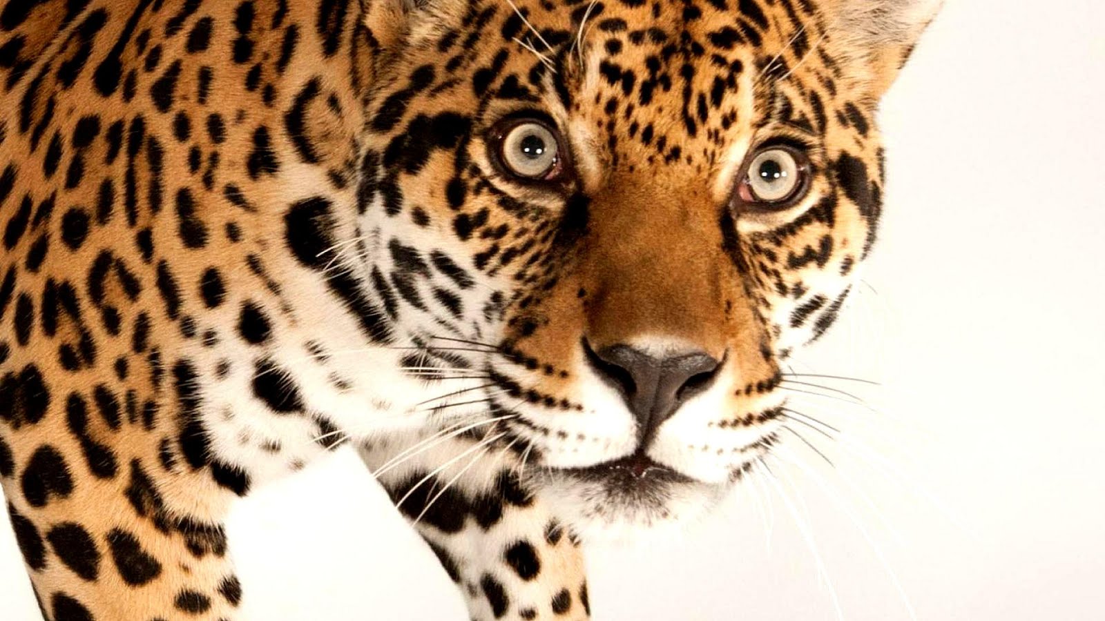 Why Are Jaguars Endangered Danger Choices