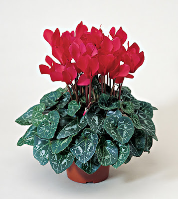 Siklamen çiçeği cyclamen