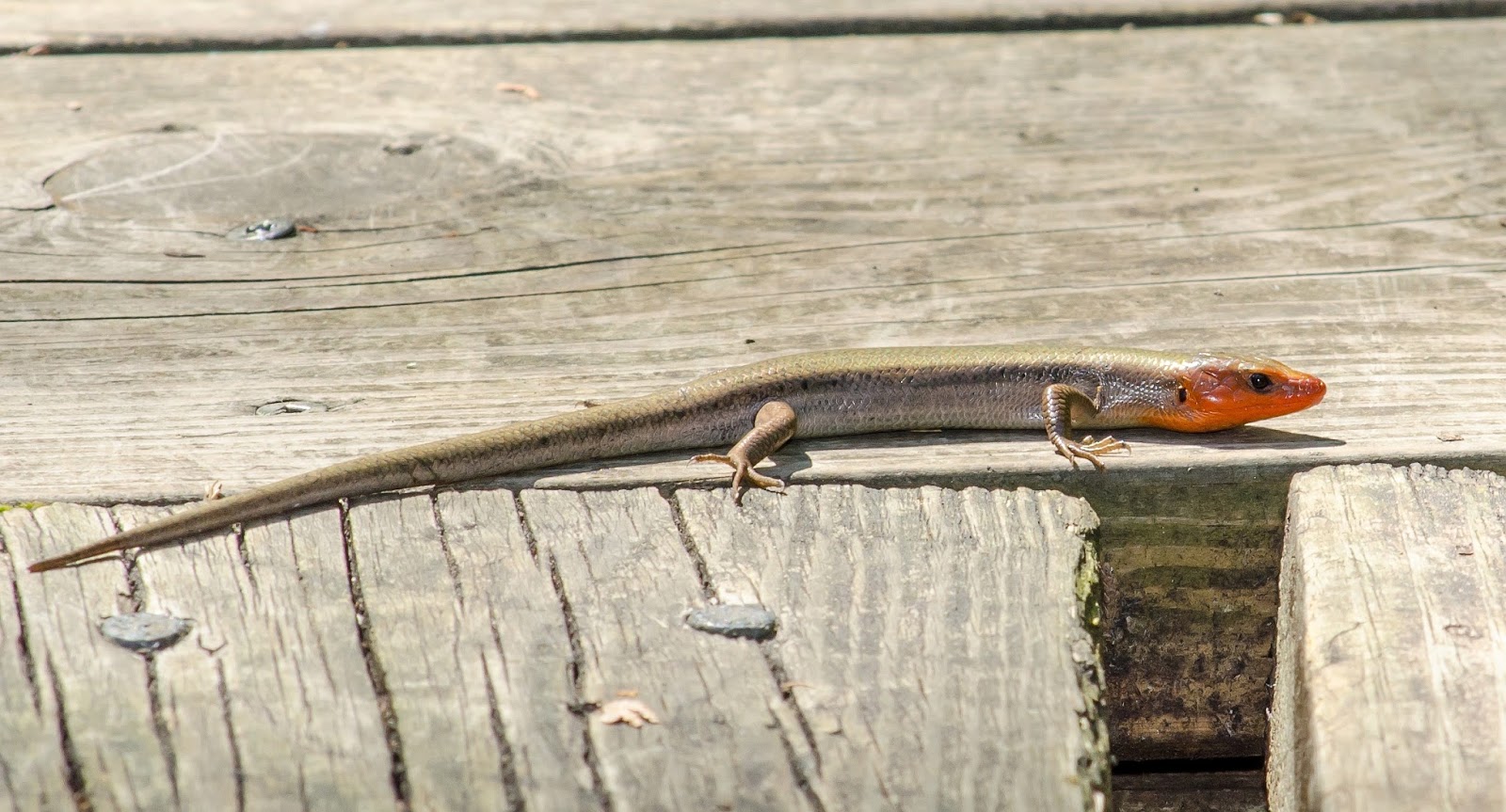 Male Five-Lined Skink