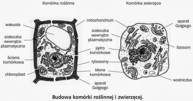 Komórka Zwierzęca Budowa I Funkcje Biologia