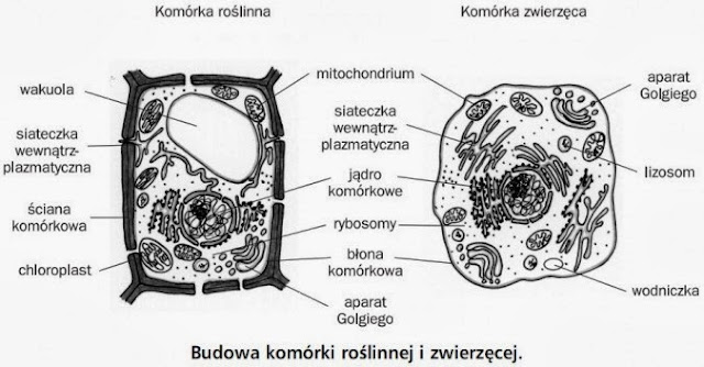 Sprawdzian Z Biologii 1 Gimnazjum Komórki - Biologia: Budowa i funkcjonowanie komórek- Cz.2