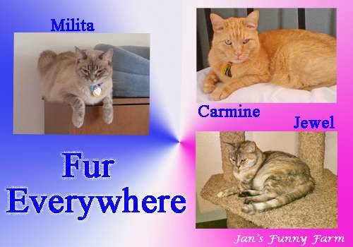 Fur Everywhere Was Featured on Mousebreath