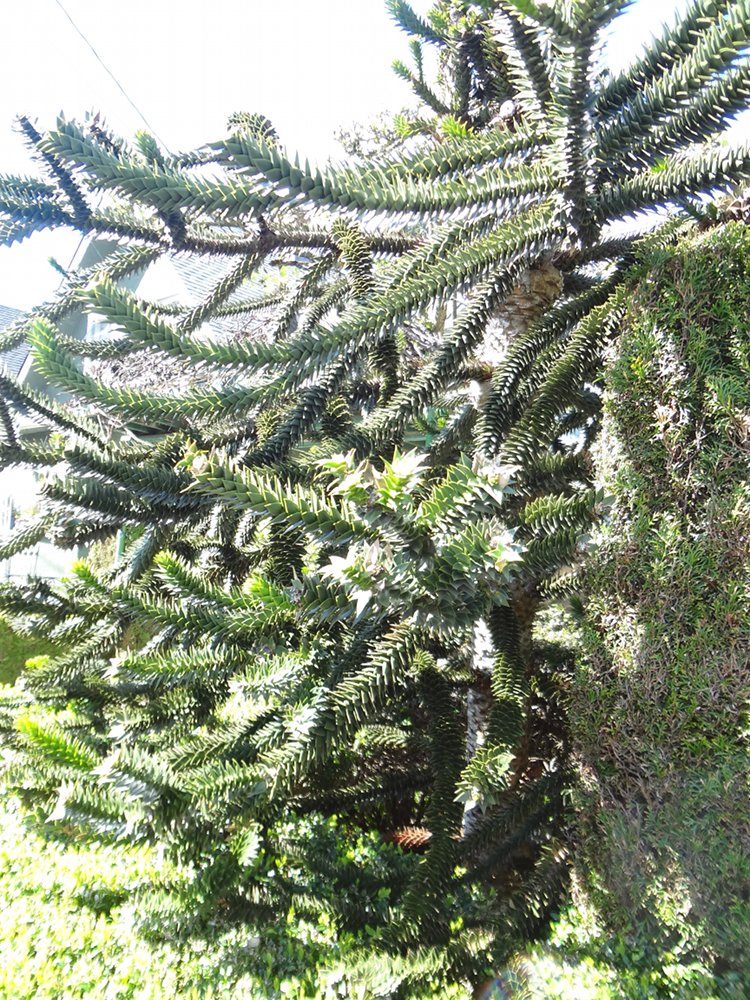 aka Bailey Monkey Puzzle Tree