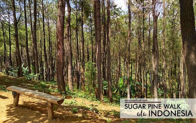Wisata alam di Indonesia, Hutan Pinus Yogyakarta, tempat rekreasi keluarga