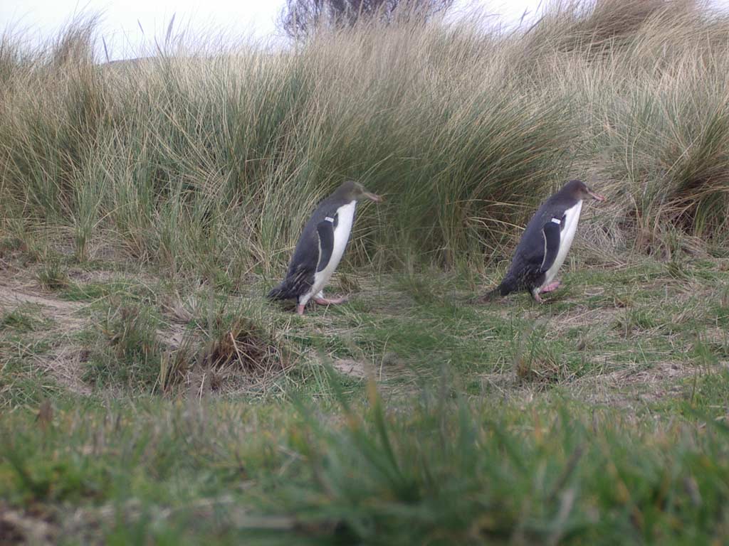 Yellow+Eyed+Penguin+Walking+Penguins+found+in+New+Zealand+penguins ...