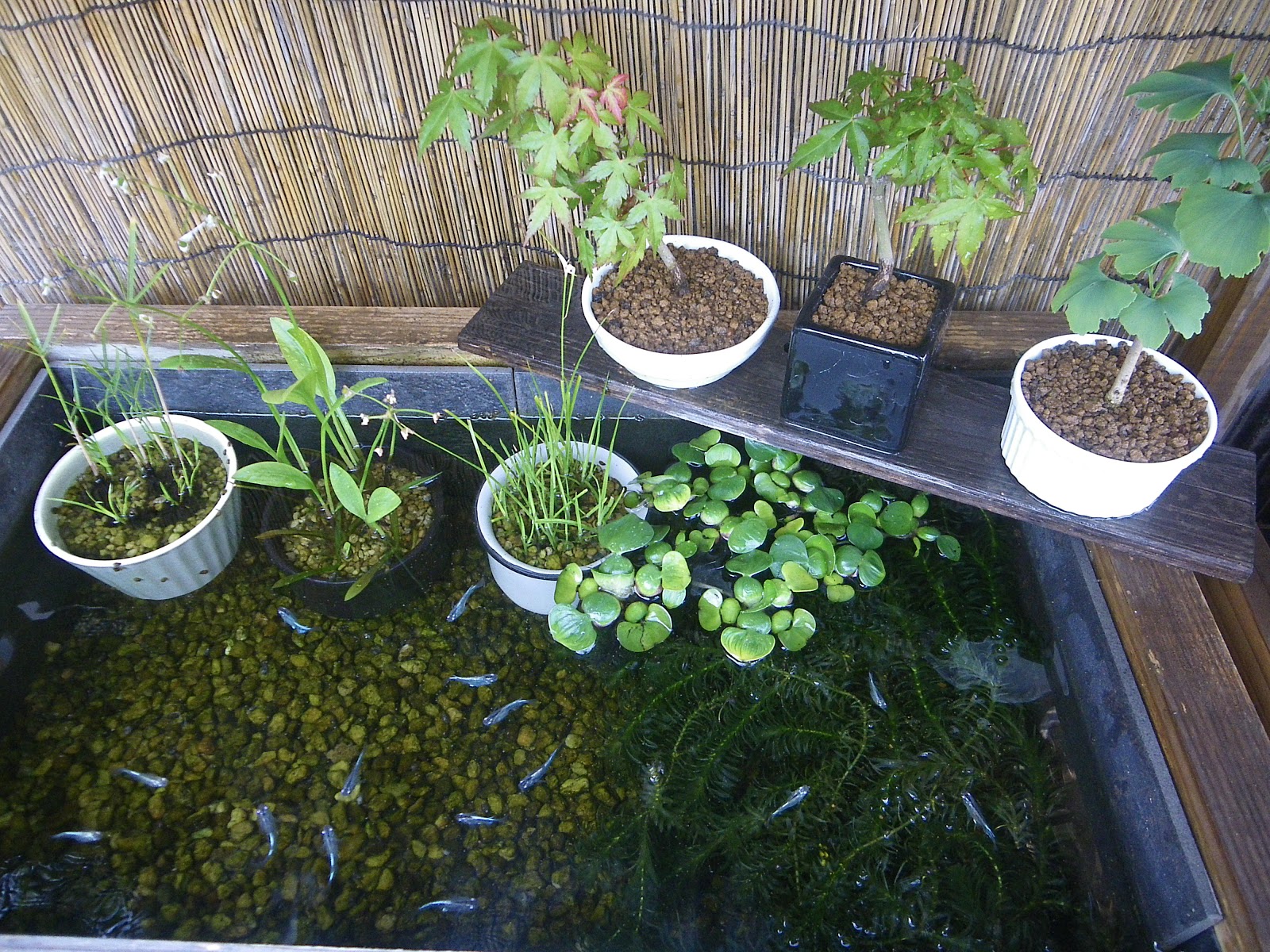 メダカのビオトープを水草やミニ盆栽で美しく飾る メダカの大工