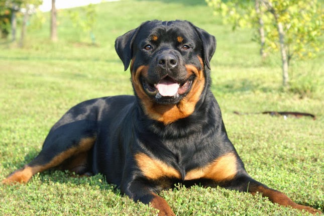 Perro guardián: cuidados y nombres para tu mascota. Rottweiler