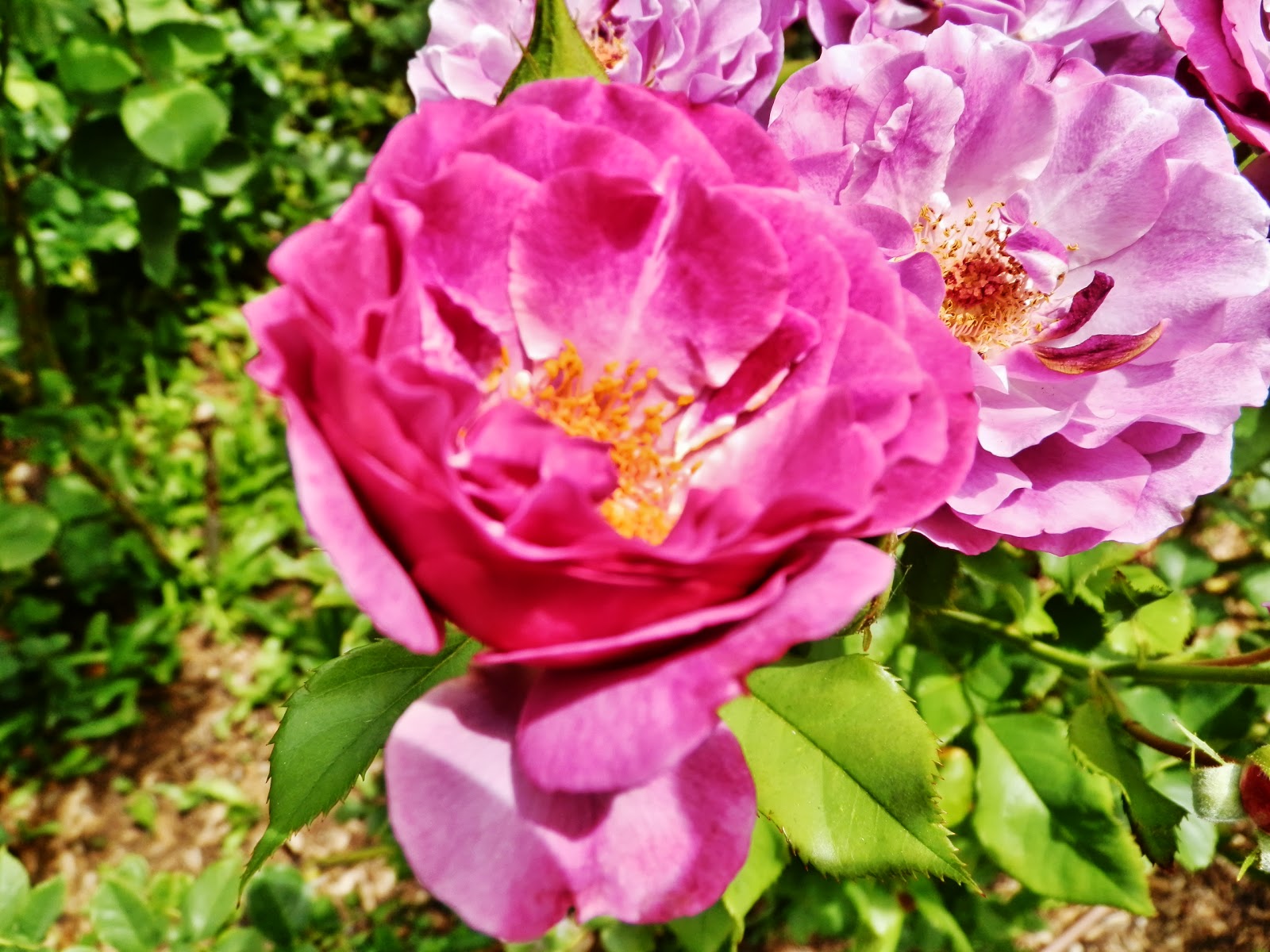 Brian's Daily Ramblings & Artistic Endeavors: Santa Fe Flora