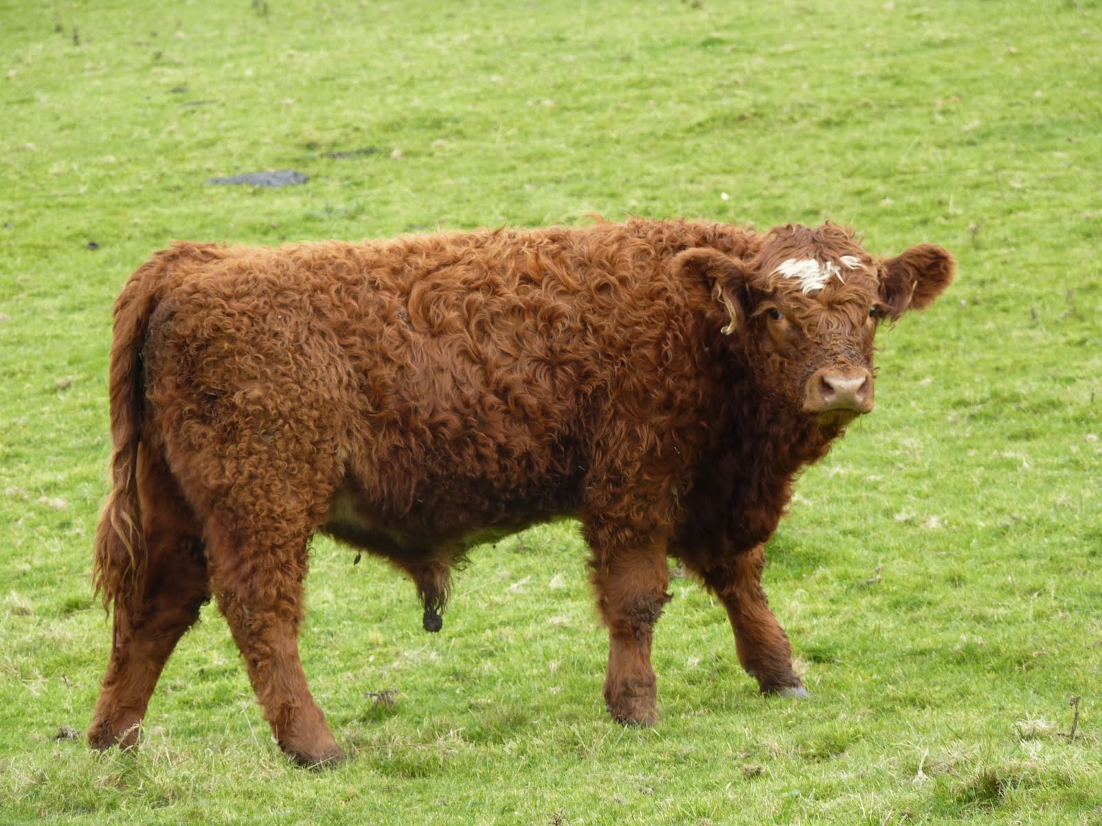 A Raft of Apples: ABC Wednesday - Ruminants