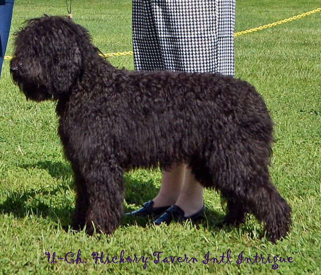 barbet breeder