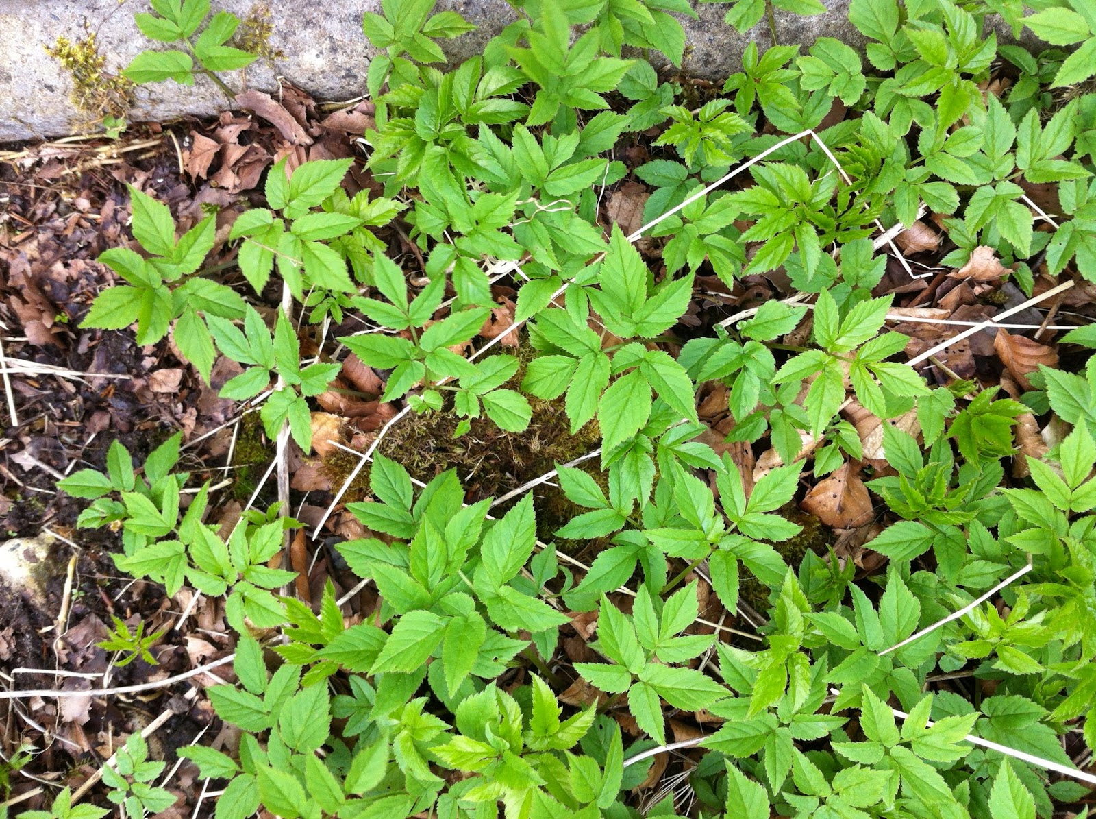 raw edible plants: ground elder (aegopodium podagraria)