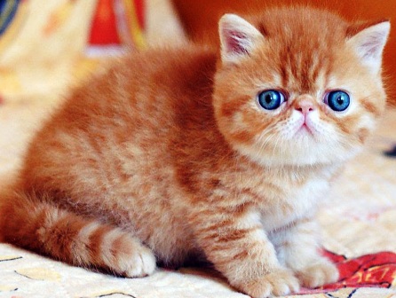 Mengenal Jenis Kucing Persia Exotic Dan Fakta Keunikannya Yoadit Com