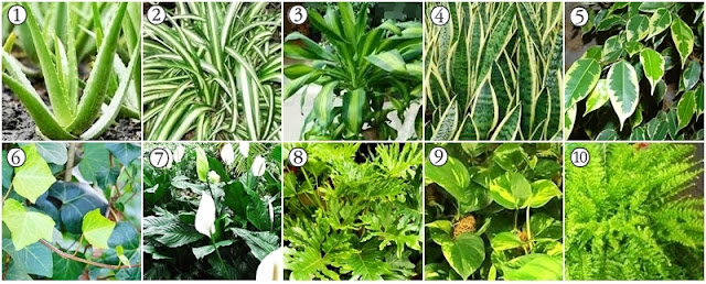 10 plantas para purificar o ar 10 plantas purificadoras que ajudam a purificar o ar da casa