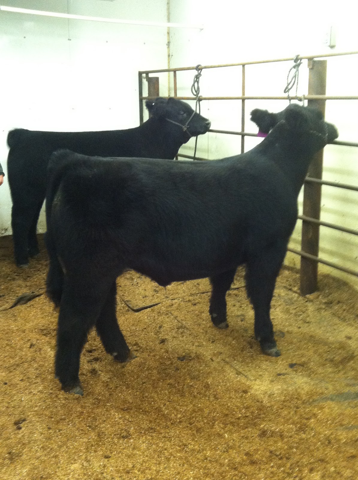 DIAMOND G CATTLE CO. 2011 Sold Cattle
