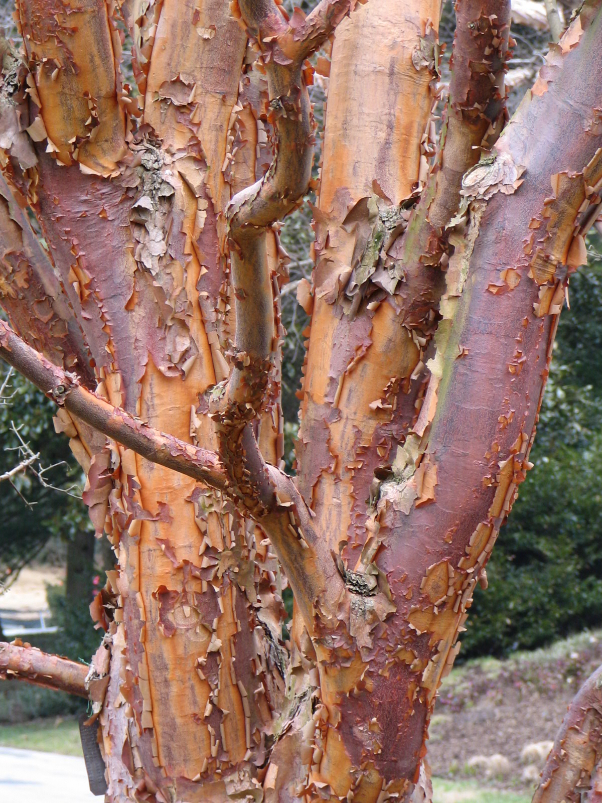 Trees of Santa Cruz County: Acer griseum - Paperbark Maple