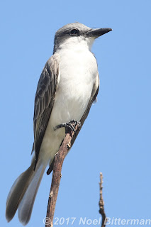 Gray Kingbird