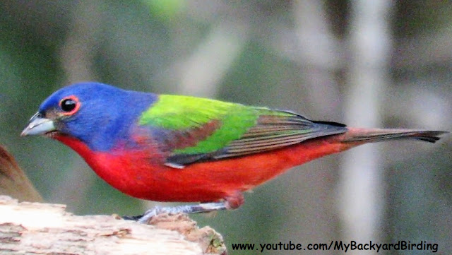 Painted Buntings