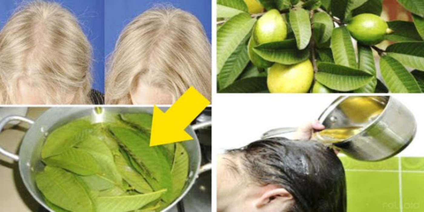Cómo usar las hojas de guayaba para revertir la pérdida del cabello y
