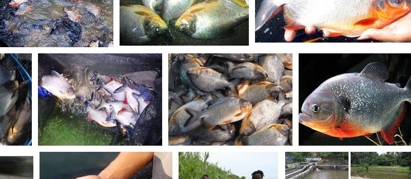 Mengenal Ikan Bawal yang Mahal