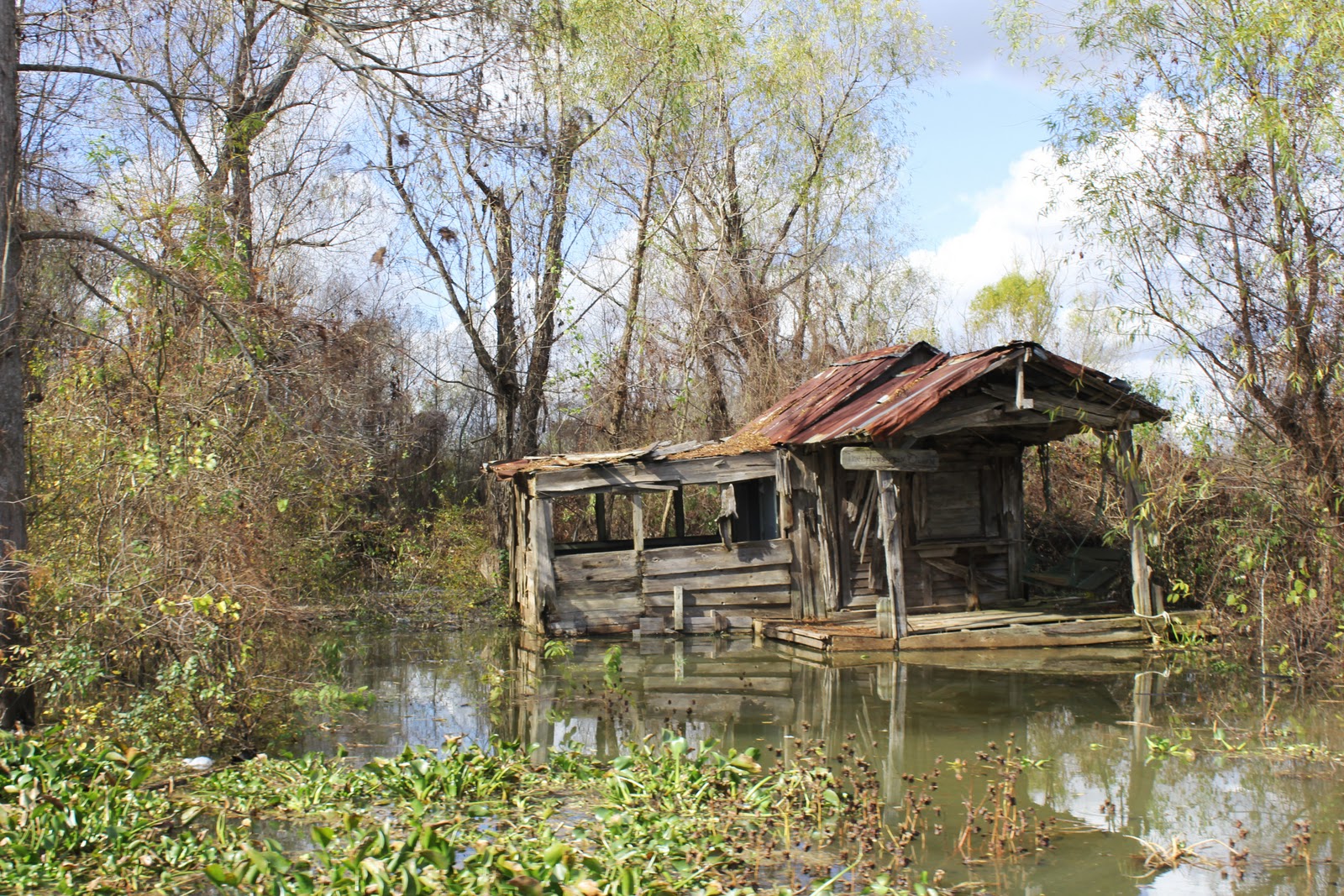 Louisiana Swamp Olivia Pontiff