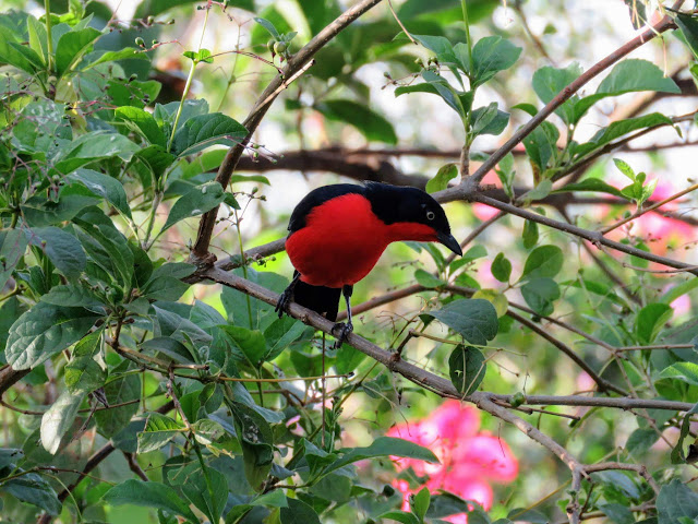 Black-headed Gonolek in Entebbe Black-headed Gonolek in Entebbe