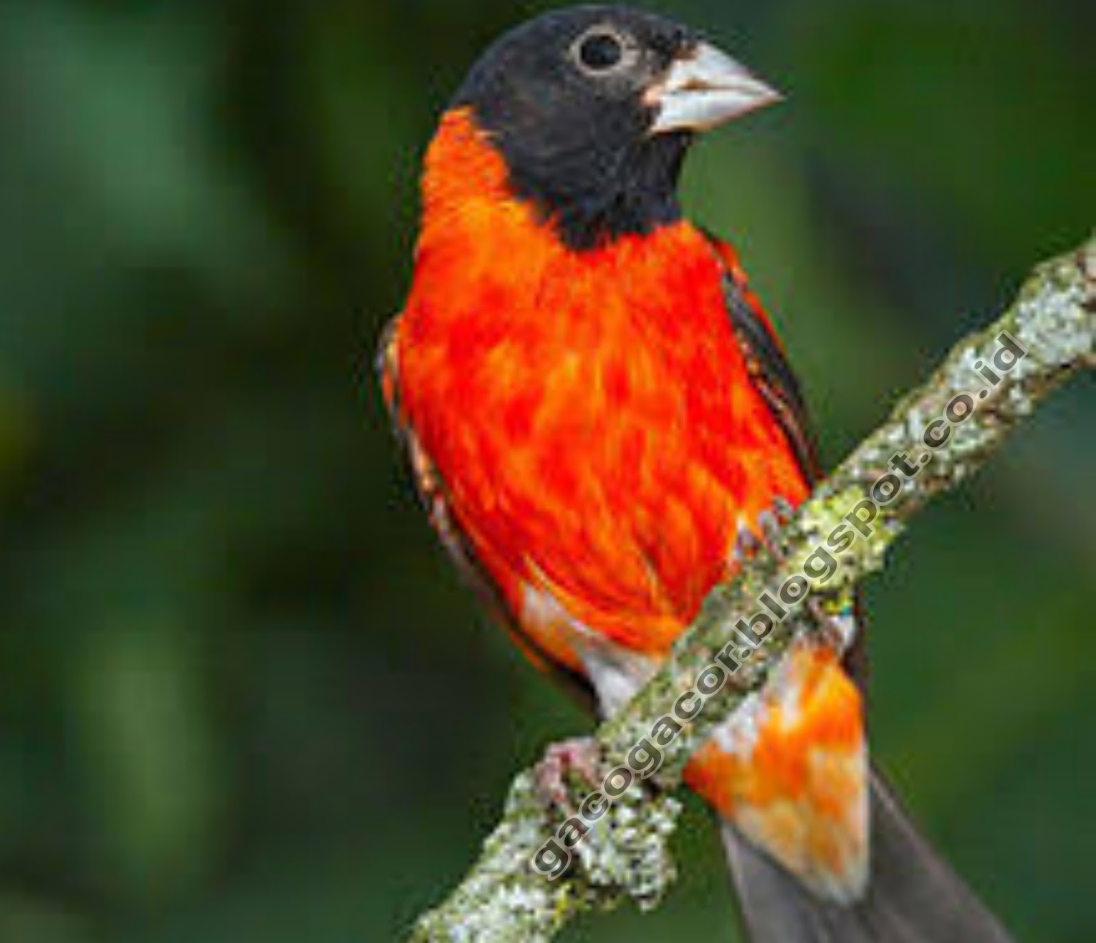 Gambar contoh burung Red Siskin