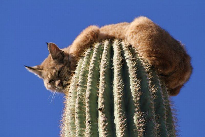 Dan and Susan's Excellent Adventure Cactus cat
