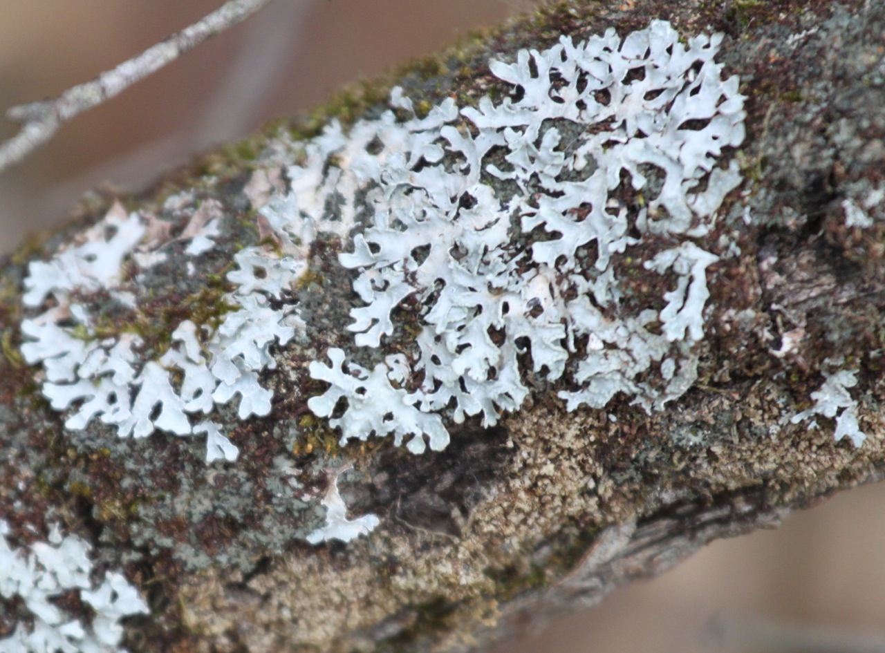 Lichen - Wikipedia