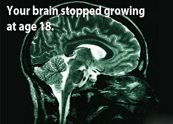 Collections Know Your Brain Interesting Facts About Brain
