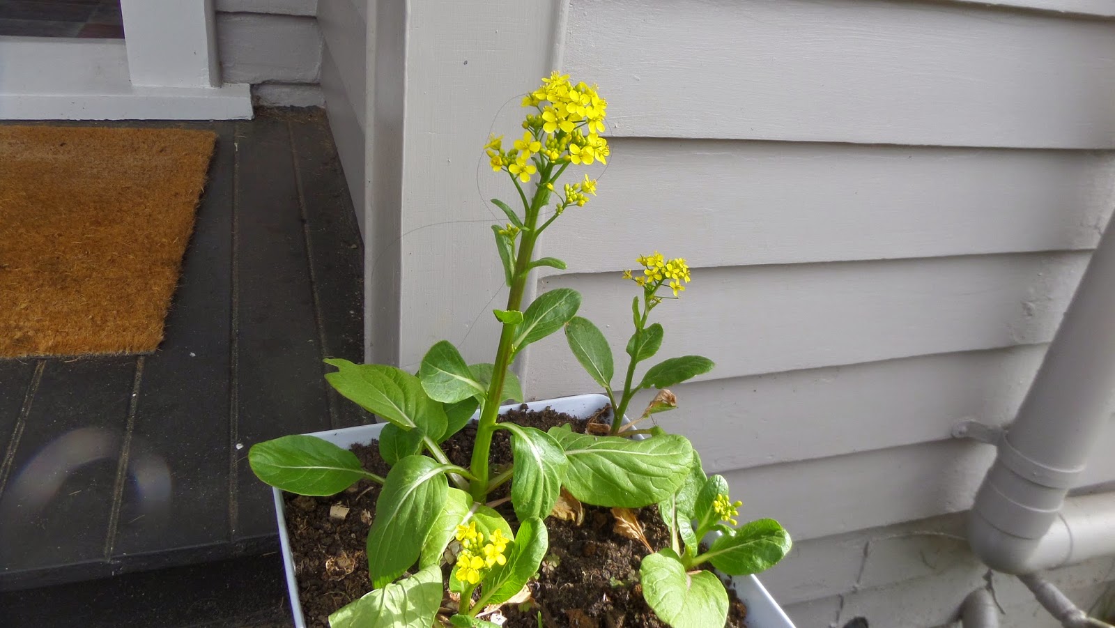 my walk with food and beautiful plants and flowers Cai Xin, Chinese green