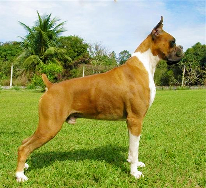 Canil Bella Boxer - Canil de Boxer | cachorroidealoficial