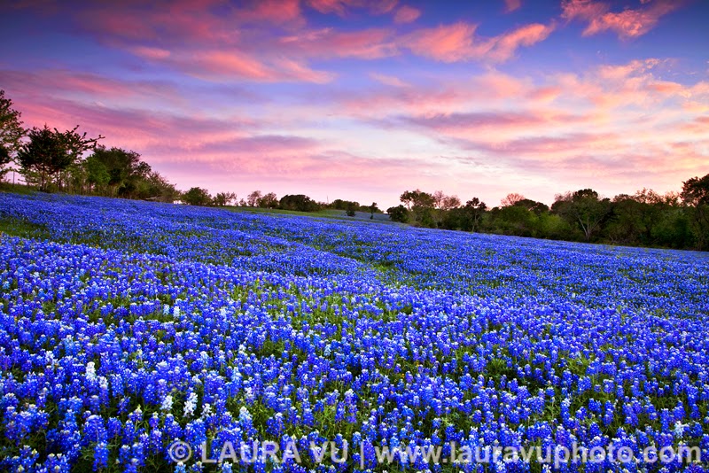 Heroes, Heroines, and History State Flower of Texas