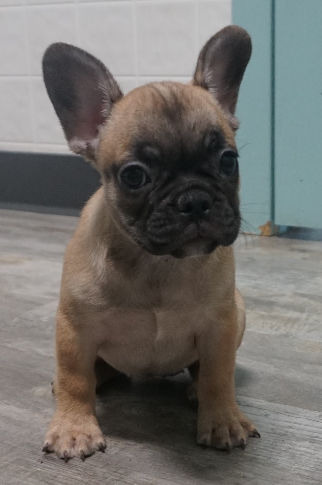 B & C Kennels: French Bulldogs & Frenchtons
