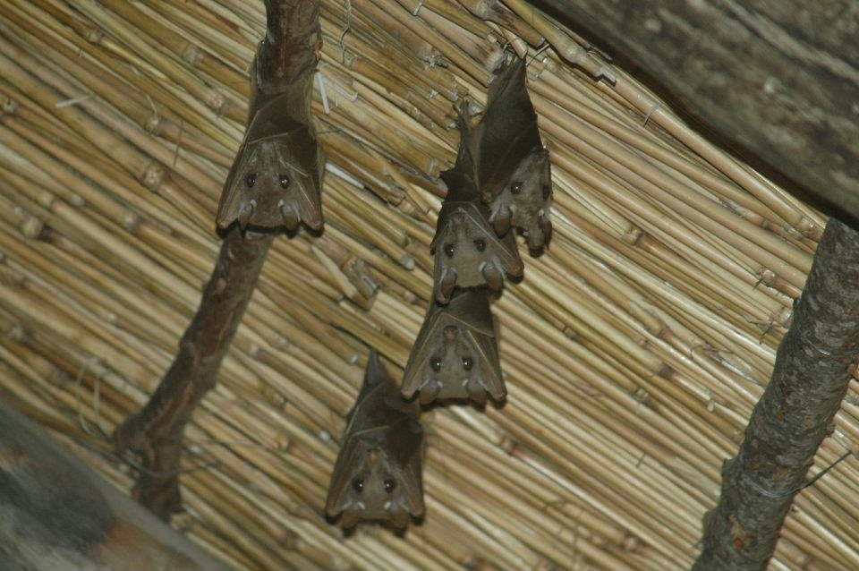 Front Range Colorado Naturalist Bats!