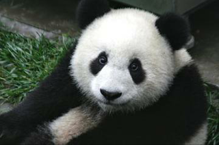 Panda Adalah Hewan Yang Dikenal Lucu Dan Imut Dunia Hewan Dan