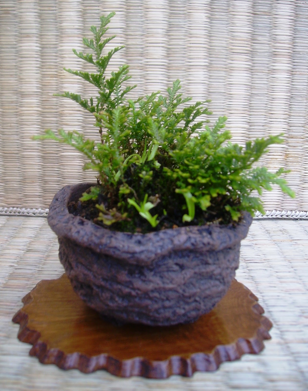 Bespoke Bonsai Stands A few accent plants